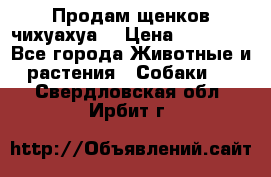 Продам щенков чихуахуа  › Цена ­ 10 000 - Все города Животные и растения » Собаки   . Свердловская обл.,Ирбит г.